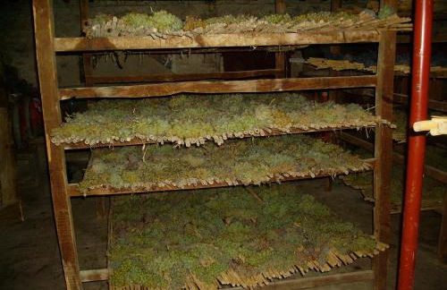 Fattoria Gambaro di Petrognano - Foto 32