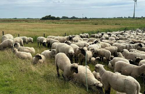 Möwennest - Foto 33