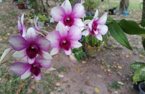 SÍTIO CONQUISTA FELIZ - Foto 31