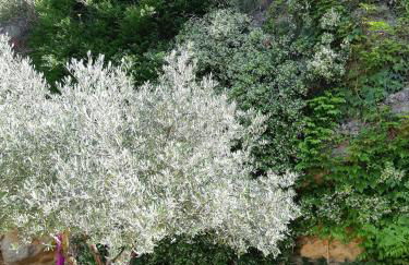 Gîte cévenol avec SPA et Piscine privatifs - Foto 17