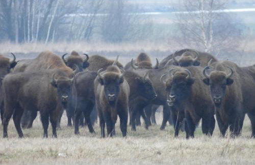 Siedlisko Wasilkowo. Odpoczynek na wsi - Foto 39
