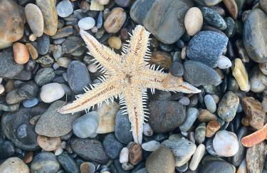 Pionono1 Calahonda Piscina - Foto 37