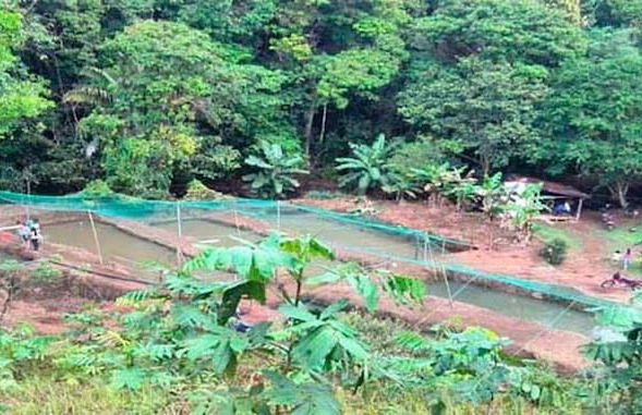 Vanilla Jungle Lodge - Bed & Breakfast - Foto 7