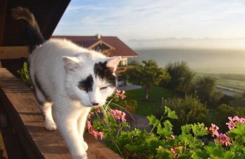 Ferienwohnung beim Hainz - Foto 26