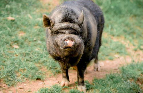 Nengshof - Haus Königskerze - Foto 54