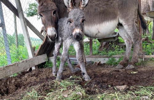 Agriturismo La Mussia - Foto 67