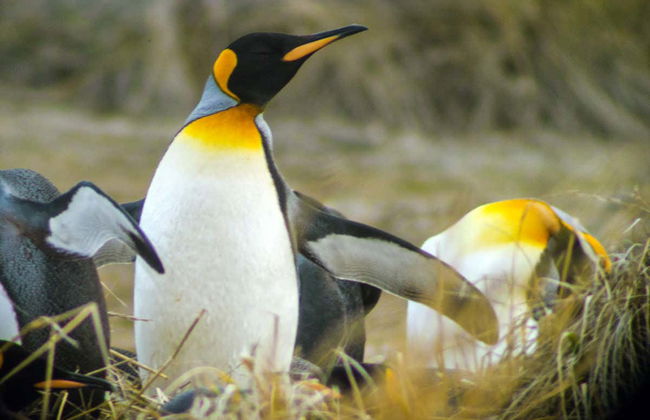 Excursión a la isla Tierra del Fuego - Foto 8