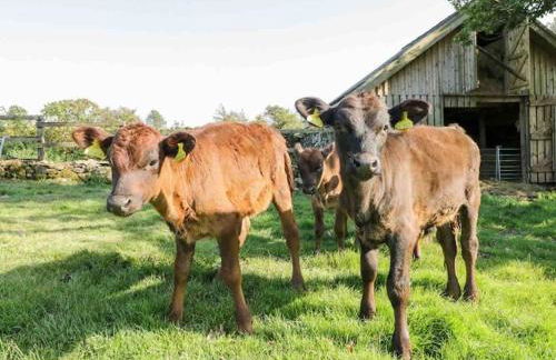 Panoramic Mountain Retreat - Waen Fechan - 4x4 access only - Foto 4