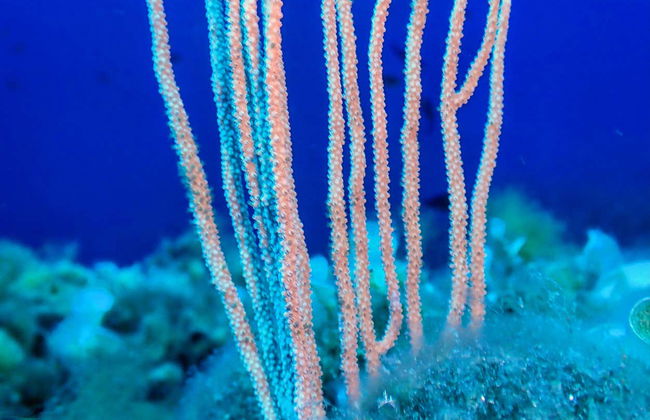 Snorkel en Puerto Addaya - Foto 9