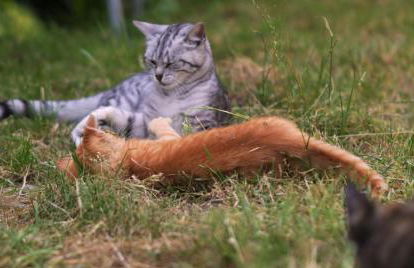 Hansjörgenhof Bioland-Hof - Foto 36