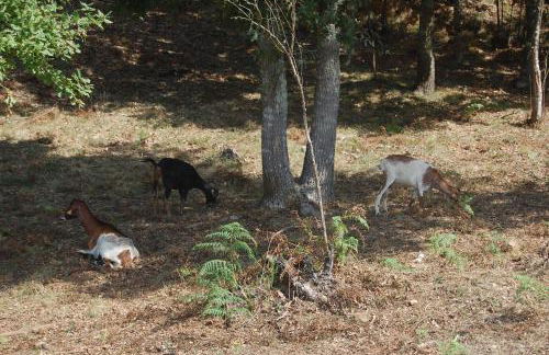 Casa de Campo "Quinta do Cadafaz" - Foto 33