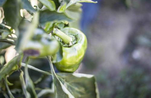 Azienda Agrituristica Alcastlè - Foto 52