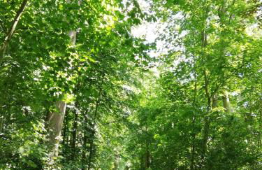 Alte Stellmacherei - Ferienwohnung 2 - Foto 21