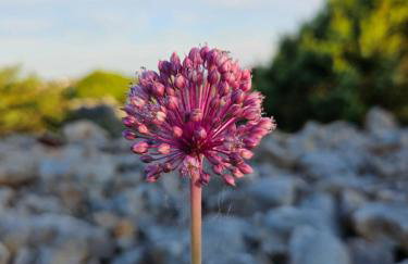 Authentic House Pelegrinka - Foto 42