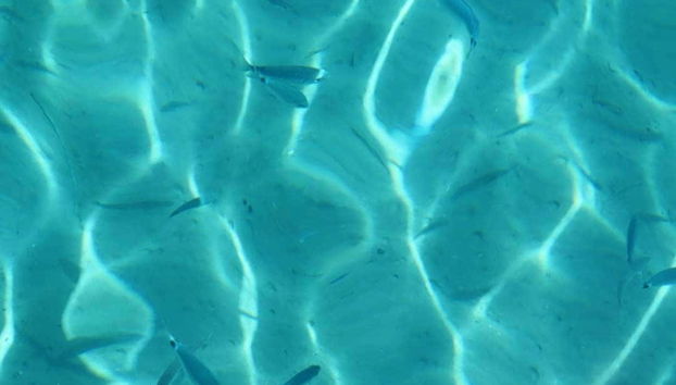 El barco cuenta con un fondo de cristal para ver los peces