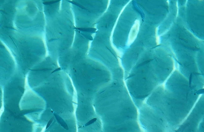 Paseo en barco con fondo de cristal por Cos - Foto 4