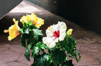 Euphoria Retreat - Foto 12