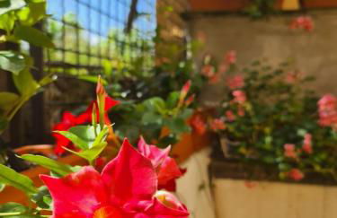 Il sogno del capitano - Photo 22