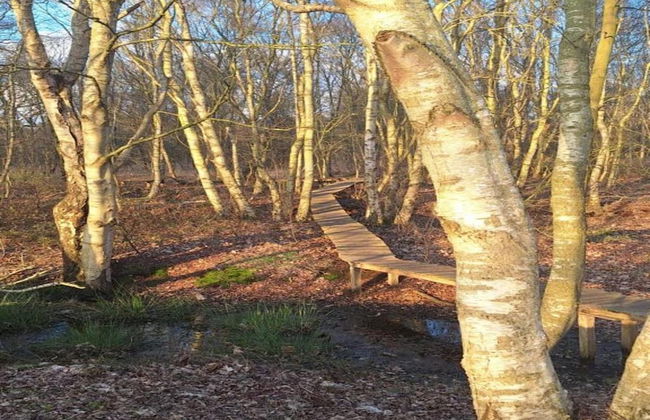 Ferienhaus Boschhuys - Foto 28