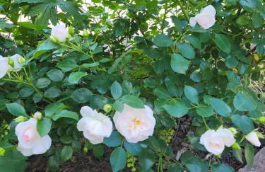 FeWo am Neckarsteig mit Anbindung an Heidelberg - Photo 17