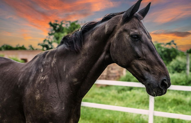 amã Stays & Trails Abhay Villa, Bisalpur - Foto 22