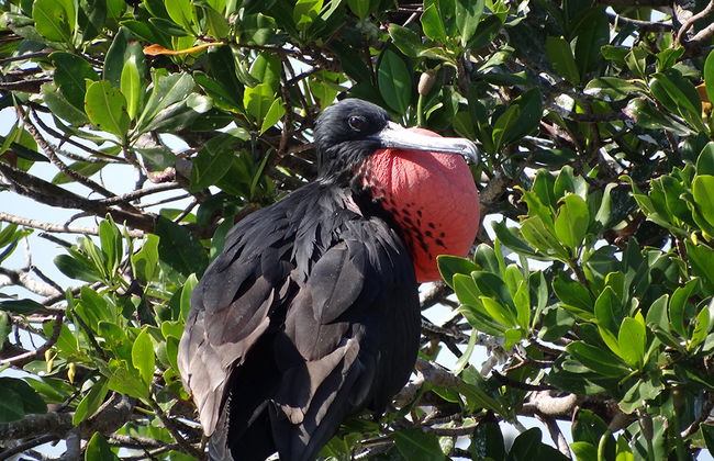 Escursione all'Isola di Aguada da Campeche - Foto 3