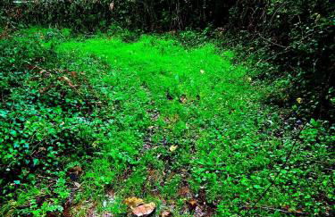 Quinta Castanheiro da Penha - Alegrete - Portalegre - Alentejo - Foto 31