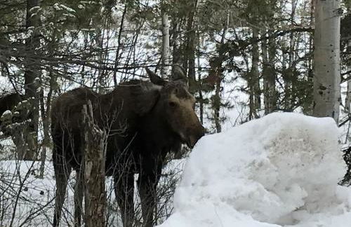 Gorgeous Jackson Hole Condo in Top location with Great Views and Private Deck with Barbeque! - Foto 39