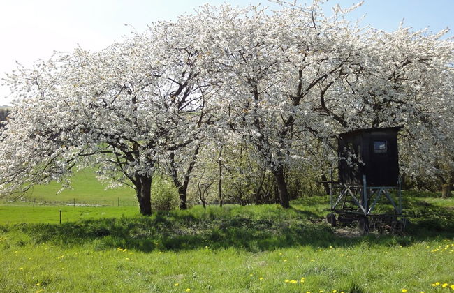 Holiday Home Moselle With Private Sauna - Photo 14