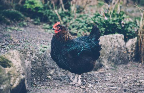 The Little Barn - Near St Ives Beaches & Walks, Dog Friendly - Foto 18