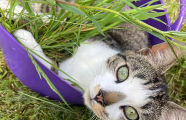 Winstitchen Cottage situated near the River Barle - Foto 61