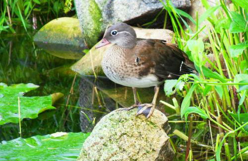 Ferienhaus von Bargen - Foto 32