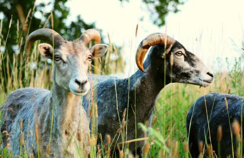 Forsthof Niendorf - Foto 11