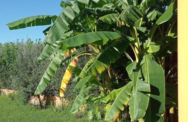 La Buganvilla, descanso entre olivares - Foto 9