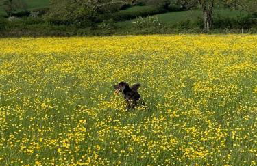 The Piggery near Bruton - Foto 22