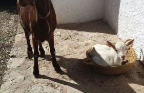 Casas Rurales La Loma Del Carrascal - Foto 20