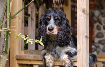 Barn in Happisburgh sleeping 2 and welcoming 5 dogs - close to beach! - Photo 27