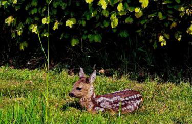 Das Blaue Haus - Foto 28