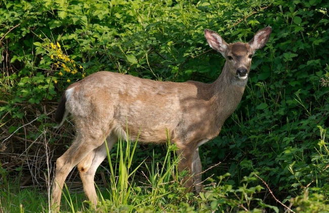 Holiday Home Under the Trees - Photo 11
