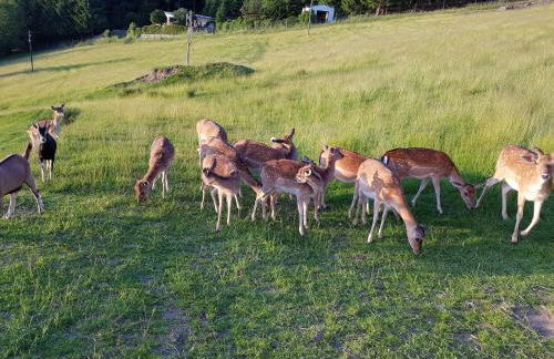 Ferienhaus im Bayerischen Wald - Foto 22