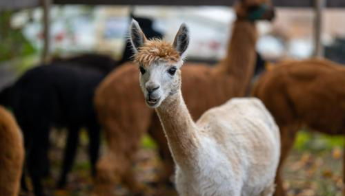 Alpaka - & Ferienhof Neukämper - Photo 4