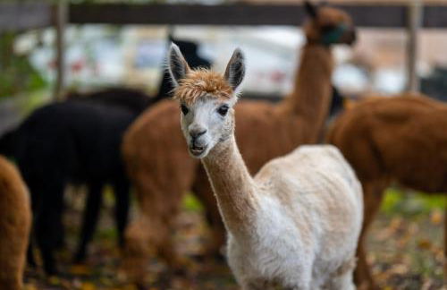 Alpaka - & Ferienhof Neukämper - Foto 4