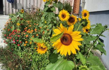 Ferienwohnung Pusteblume - Foto 23