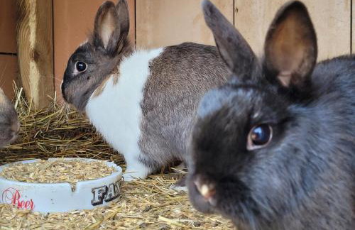 Agroturystyka Kaszuby Villagehome - Foto 65