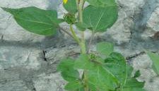 Apartmani Andric - Foto 4