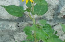 Apartmani Andric - Foto 4