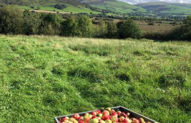 Glan Y Morfa Bach The Stone Cottage - Foto 25