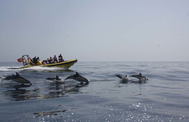 Algarve Dolphin Watching Boat Trip - Photo 5