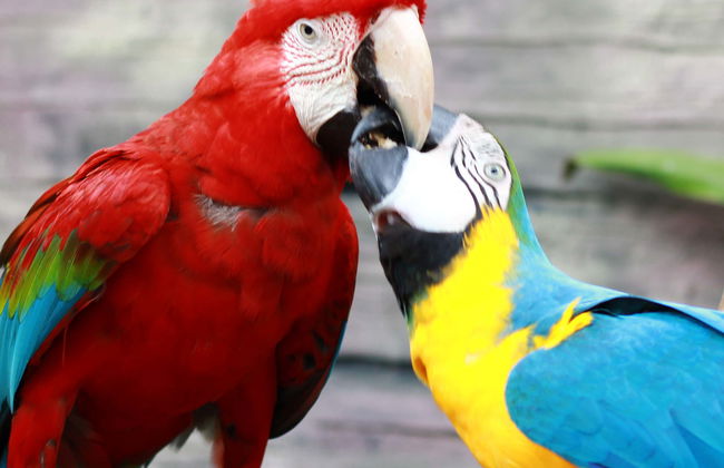 Visita guiada por Ecopark - Foto 1