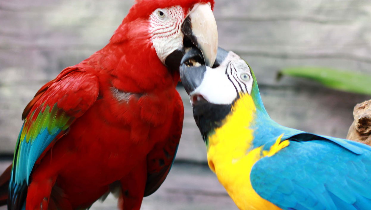 Maragogi Eco Park Tour